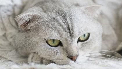 Ac米兰俱乐部官网-世界杯预选赛U23国足出战 数据分析揭示问题，u23世界杯百度百科